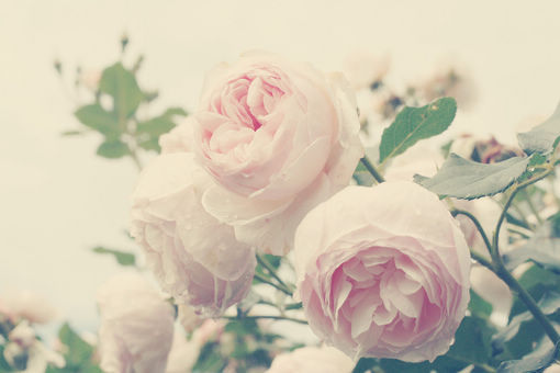 带向字的女孩名字